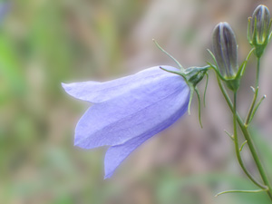 Scottish Bluebell: Campanula rotundifolia L.